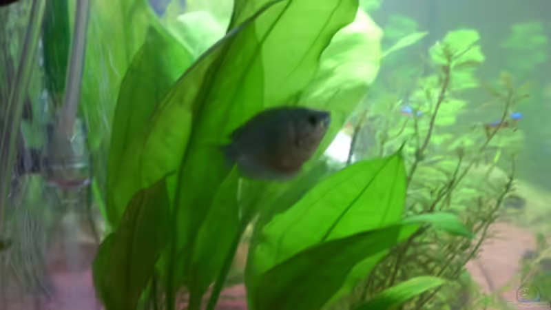 Pflanzen im Aquarium Becken 8627 von Ingo Dahl (8)