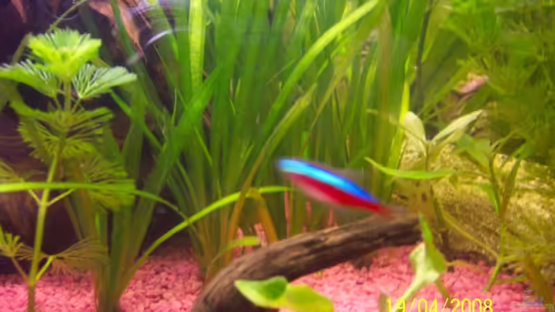 Pflanzen im Aquarium Becken 8627 von Ingo Dahl (9)