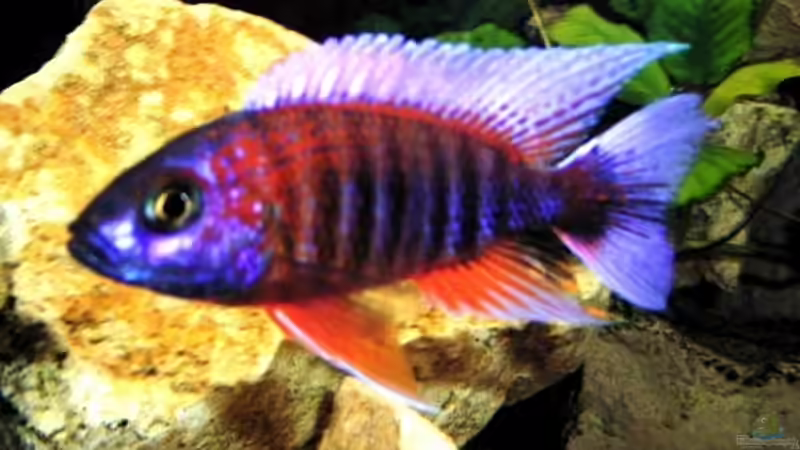 Pflanzen im Aquarium Becken 8631 von Henning Sayer (3)