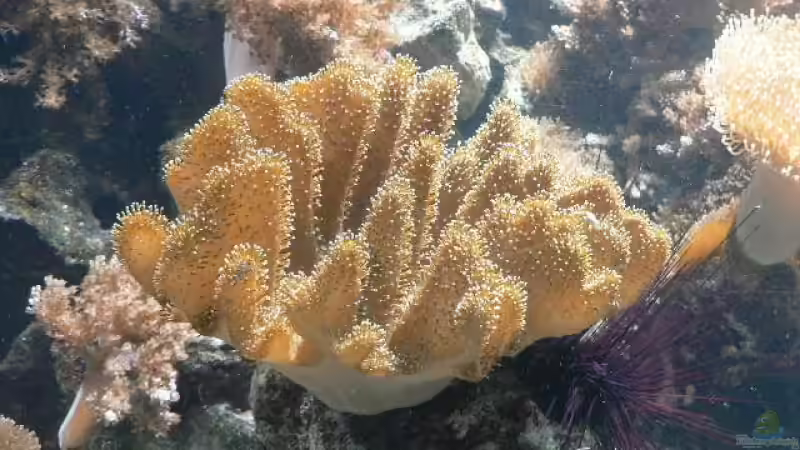 Pflanzen im Aquarium Becken 8633 von leip1 (10)