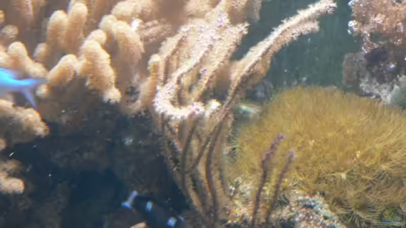 Pflanzen im Aquarium Becken 8633 von leip1 (11)