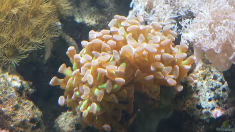 Pflanzen im Aquarium Becken 8633 von leip1 (13)