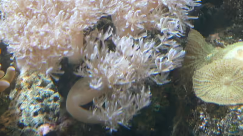 Pflanzen im Aquarium Becken 8633 von leip1 (14)