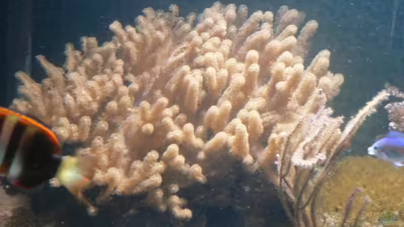 Pflanzen im Aquarium Becken 8633 von leip1 (5)