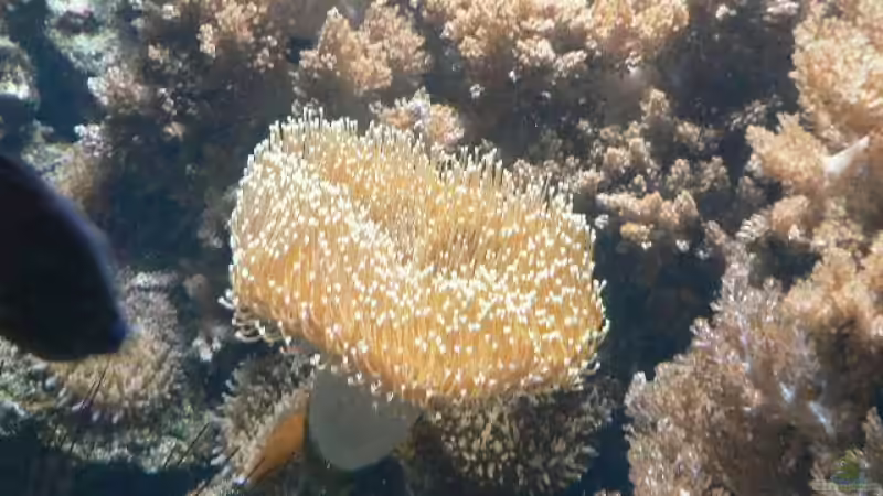 Pflanzen im Aquarium Becken 8633 von leip1 (6)