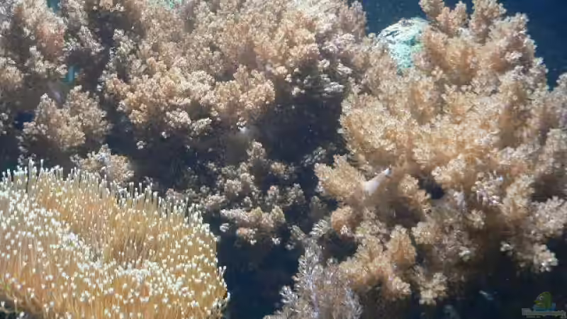 Pflanzen im Aquarium Becken 8633 von leip1 (7)