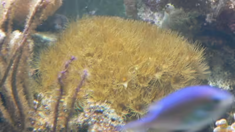 Pflanzen im Aquarium Becken 8633 von leip1 (8)