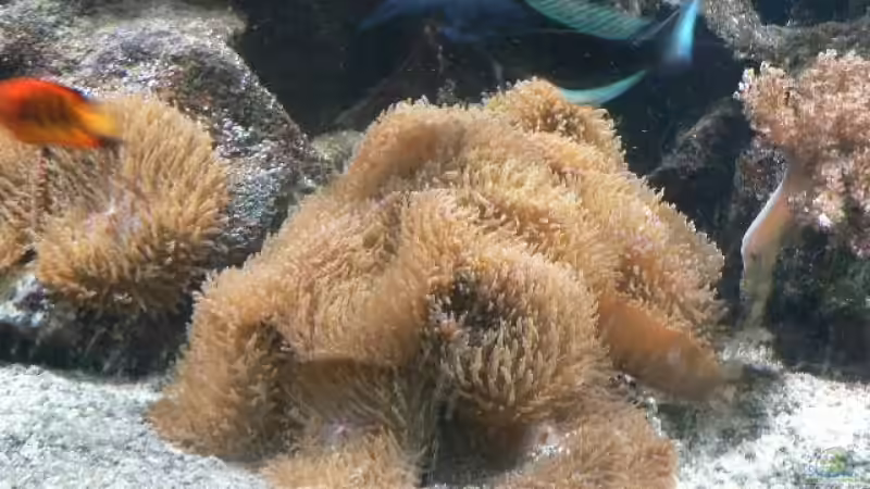 Pflanzen im Aquarium Becken 8633 von leip1 (9)