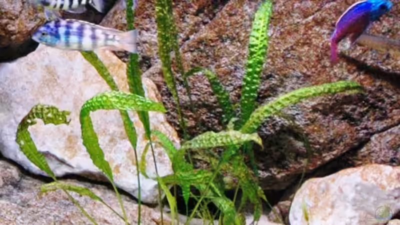 Pflanzen im Aquarium Becken 8662 von Jürgen Nagl (9)