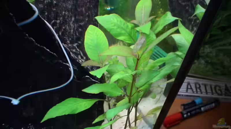 Pflanzen im Aquarium Becken 8671 von freezer (10)