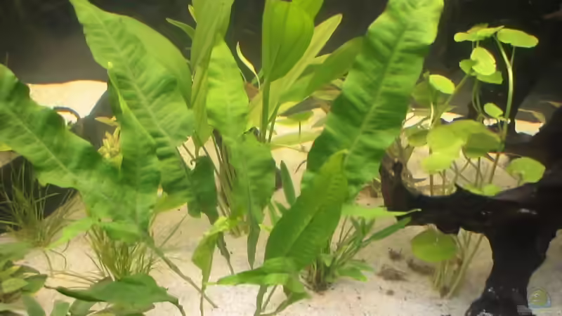 Pflanzen im Aquarium Becken 8671 von freezer (11)