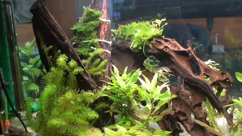 Pflanzen im Aquarium Becken 8671 von freezer (4)