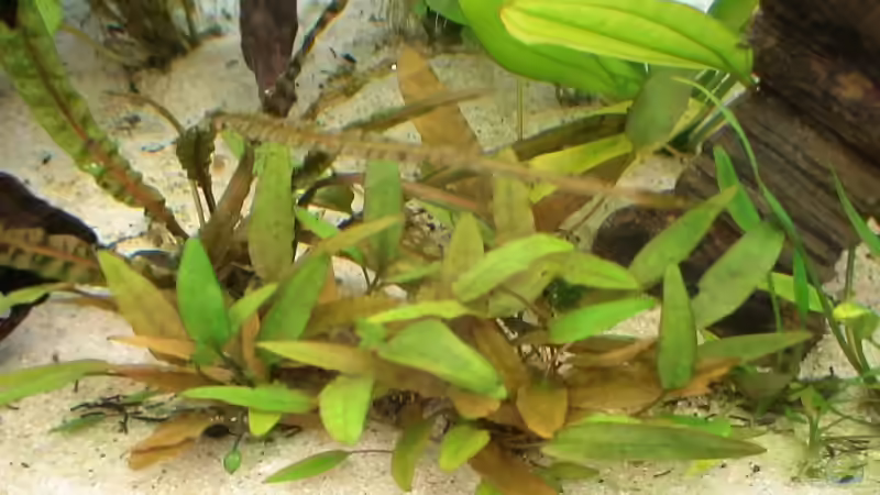 Pflanzen im Aquarium Becken 8671 von freezer (6)