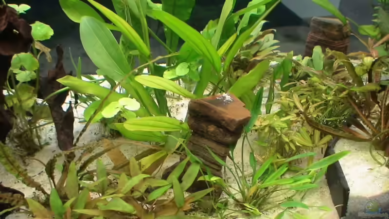 Pflanzen im Aquarium Becken 8671 von freezer (7)