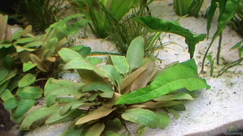 Pflanzen im Aquarium Becken 8671 von freezer (8)