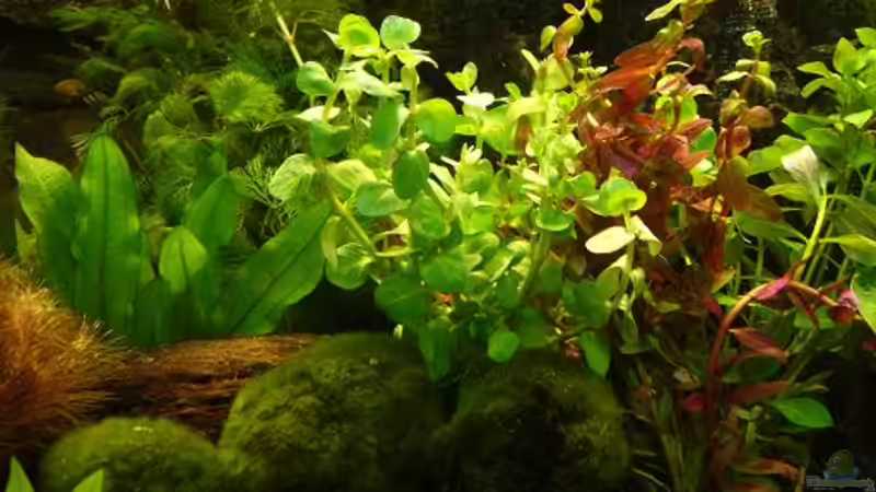 Pflanzen im Aquarium Becken 8694 von Sandy_ (10)