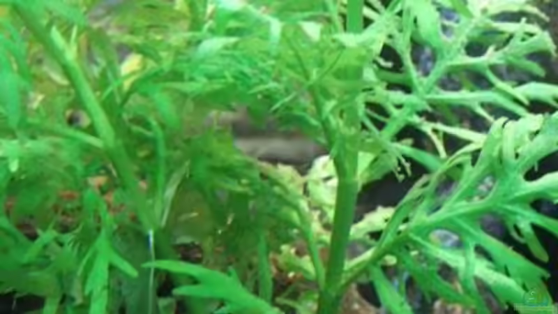 Pflanzen im Aquarium Becken 8694 von Sandy_ (6)