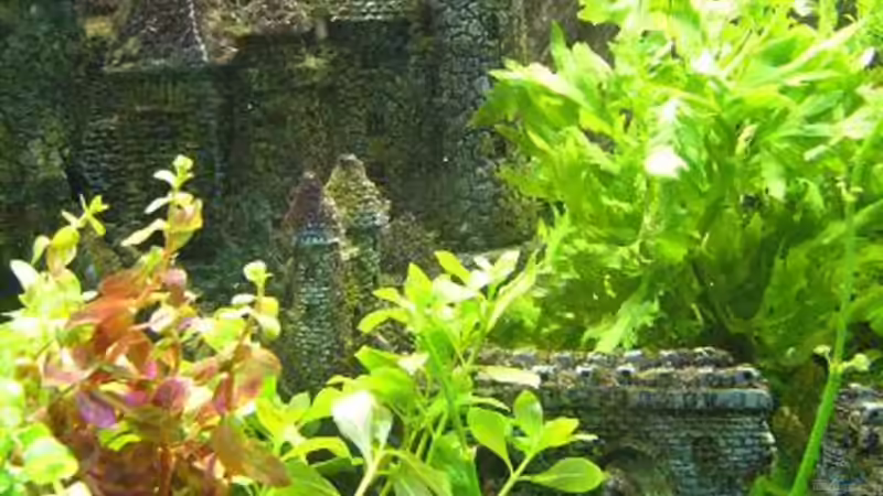 Pflanzen im Aquarium Becken 8694 von Sandy_ (8)