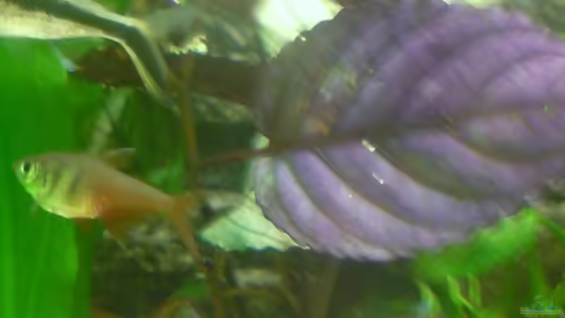 Pflanzen im Aquarium Becken 8734 von metz (10)