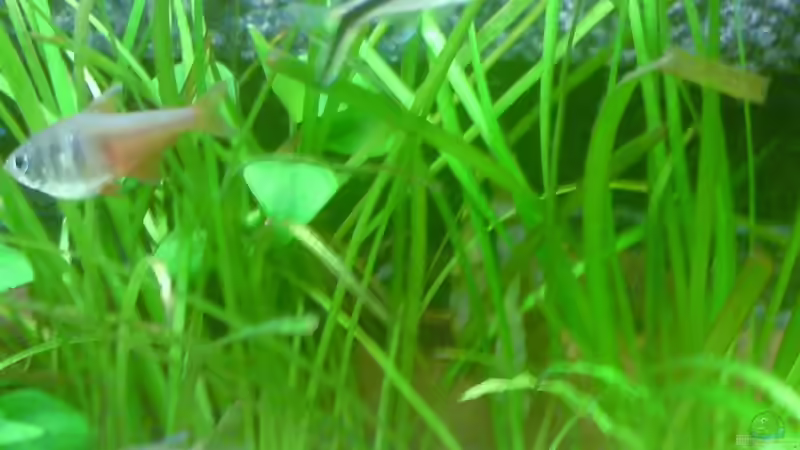 Pflanzen im Aquarium Becken 8734 von metz (11)