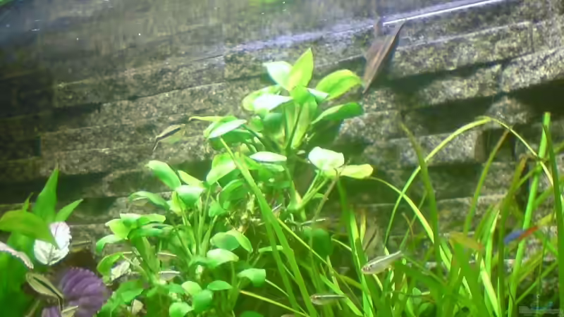 Pflanzen im Aquarium Becken 8734 von metz (5)