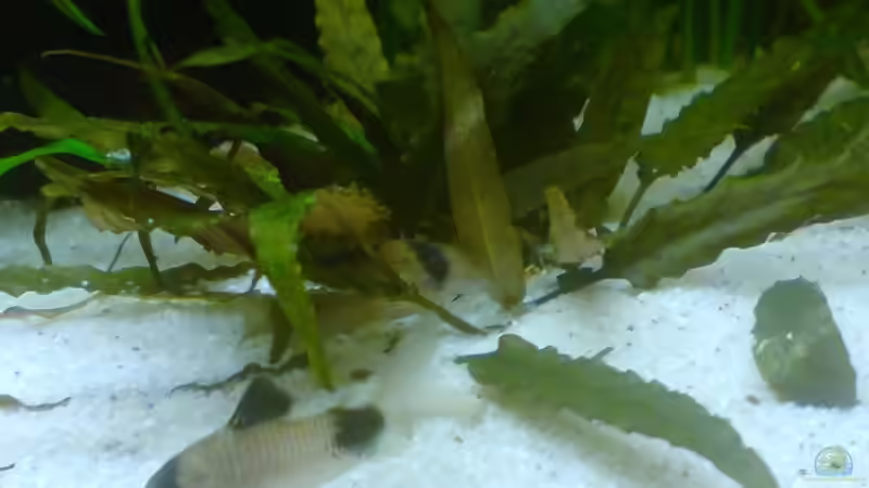 Pflanzen im Aquarium Becken 8734 von metz (7)