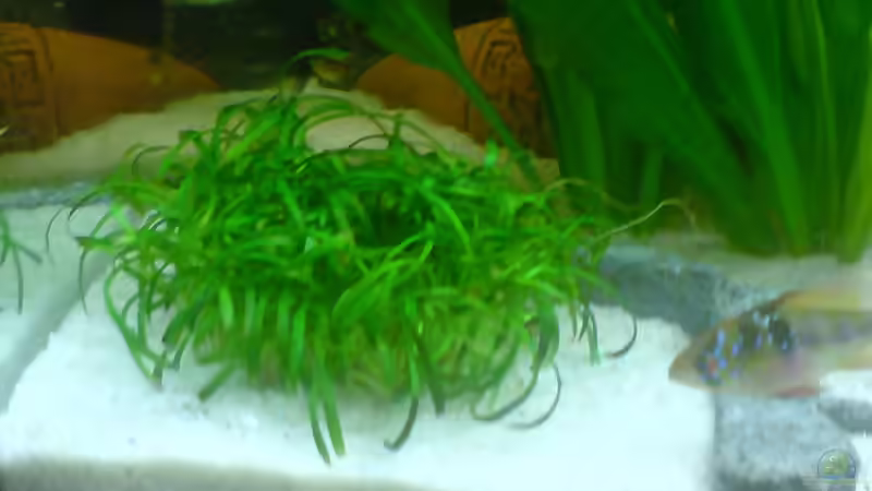 Pflanzen im Aquarium Becken 8734 von metz (8)