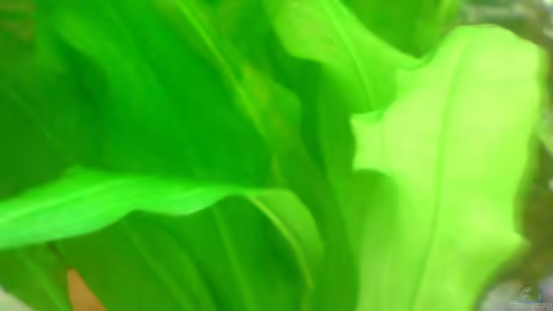 Pflanzen im Aquarium Becken 8734 von metz (9)