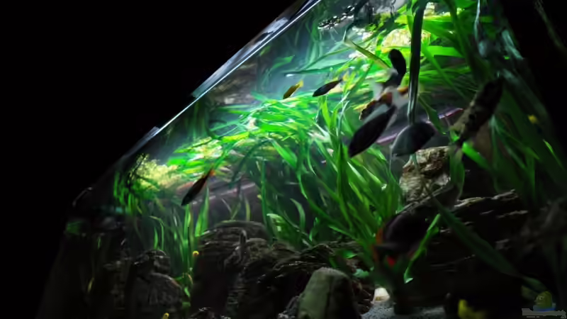 Pflanzen im Aquarium Becken 8737 von Christian Colling (10)