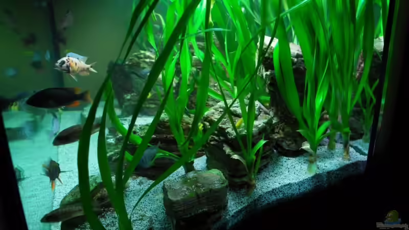 Pflanzen im Aquarium Becken 8737 von Christian Colling (8)