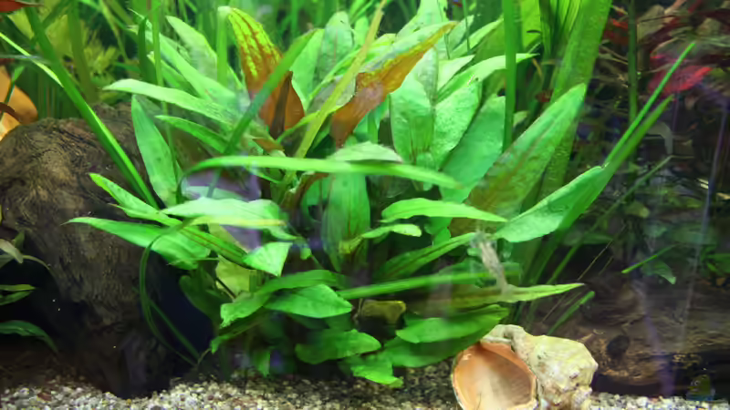 Pflanzen im Aquarium Becken 8765 von Oli M. (6)