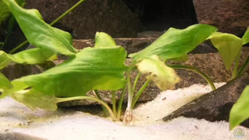 Pflanzen im Aquarium Becken 8767 von Sven Leyh (7)