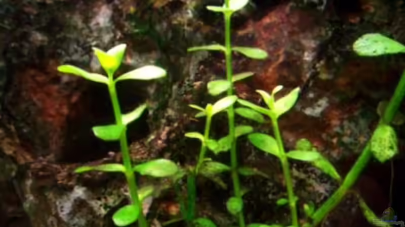Pflanzen im Aquarium Becken 8789 von aetti (4)