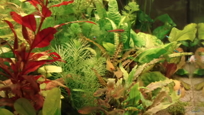 Pflanzen im Aquarium Becken 8810 von Max Fleischmann (3)