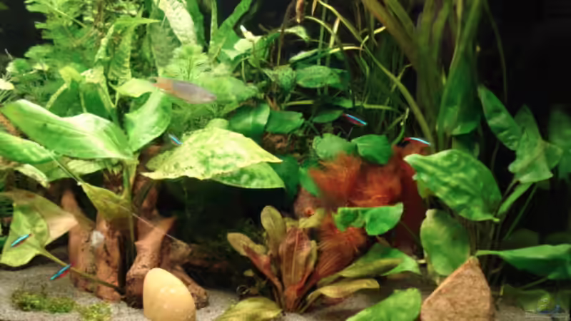 Pflanzen im Aquarium Becken 8810 von Max Fleischmann (4)