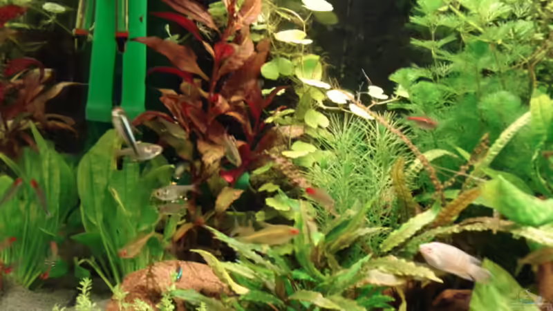 Pflanzen im Aquarium Becken 8810 von Max Fleischmann (5)