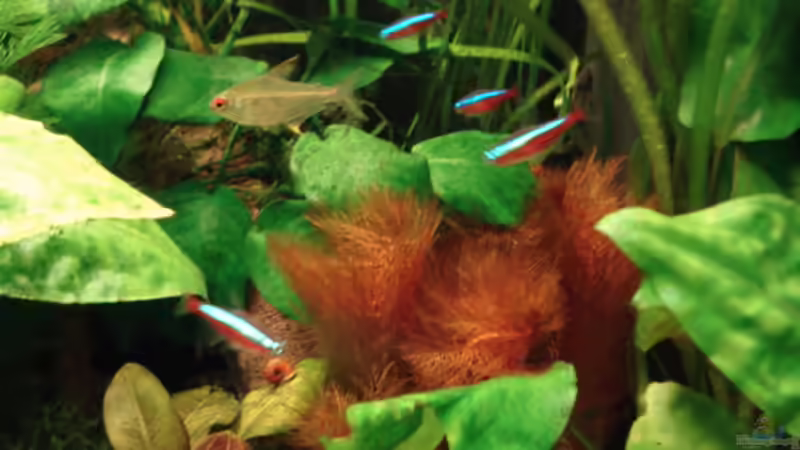 Pflanzen im Aquarium Becken 8810 von Max Fleischmann (6)