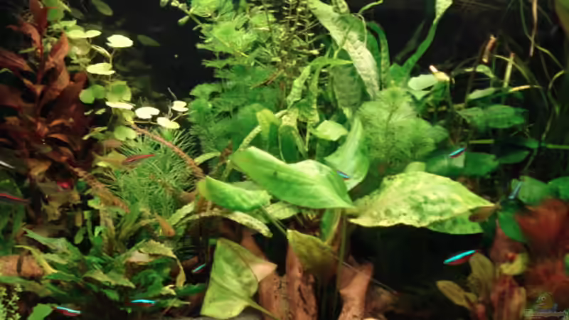Pflanzen im Aquarium Becken 8810 von Max Fleischmann (7)
