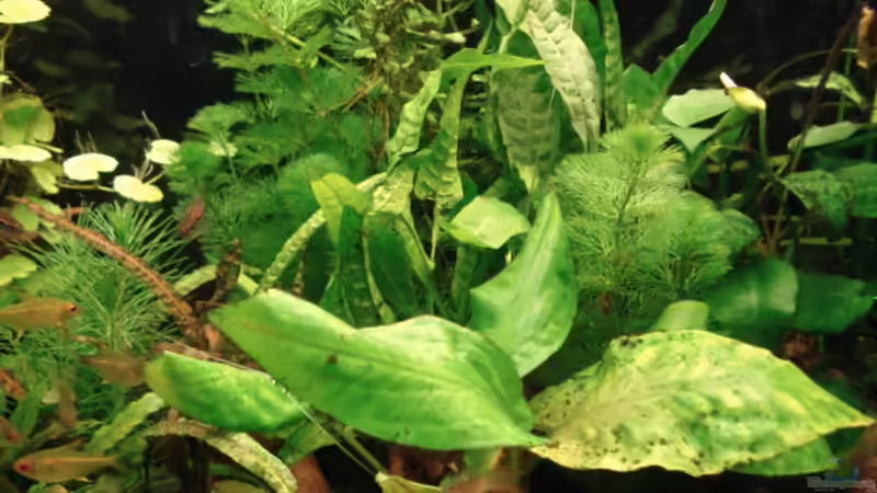 Pflanzen im Aquarium Becken 8810 von Max Fleischmann (8)