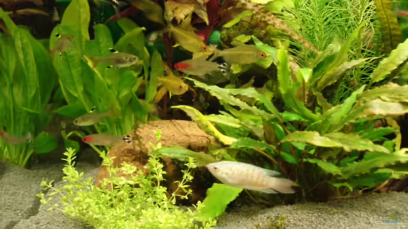 Pflanzen im Aquarium Becken 8810 von Max Fleischmann (9)