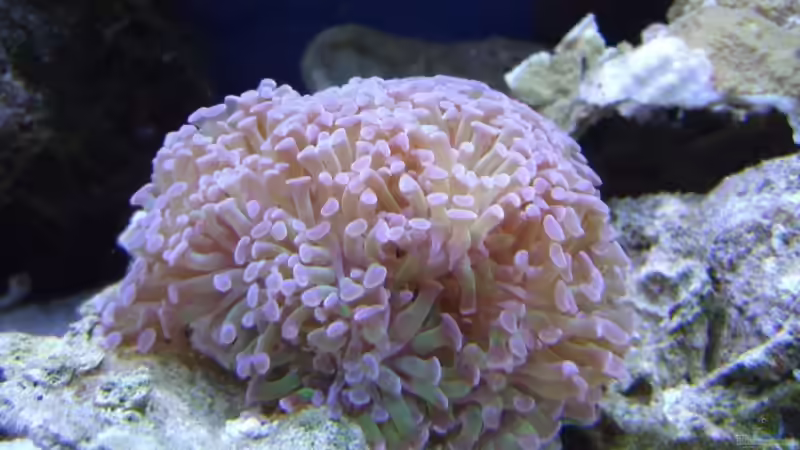 Pflanzen im Aquarium Becken 8816 von Rainer Stilcke (10)