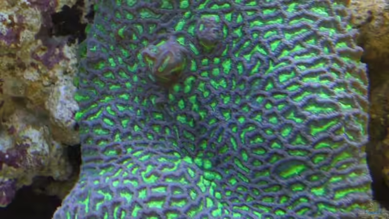 Pflanzen im Aquarium Becken 8816 von Rainer Stilcke (11)