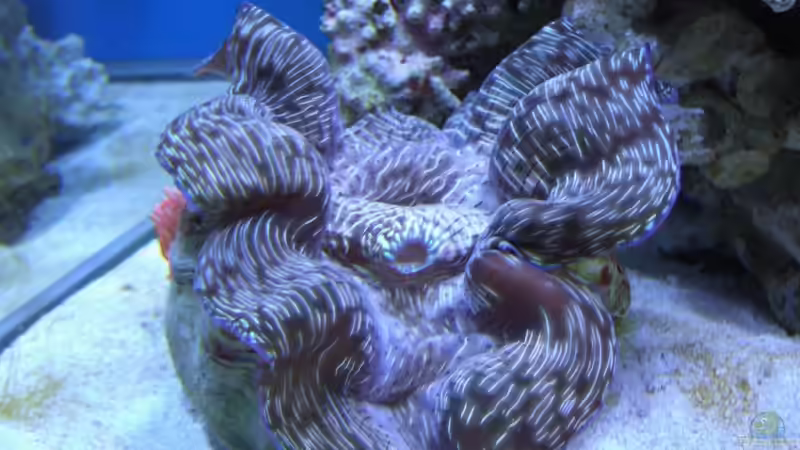 Pflanzen im Aquarium Becken 8816 von Rainer Stilcke (12)