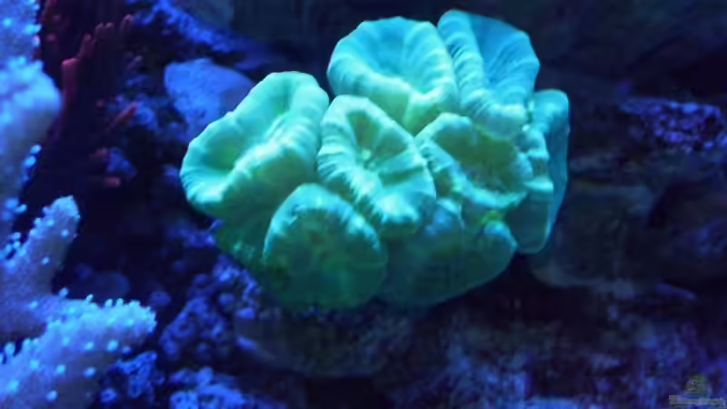 Pflanzen im Aquarium Becken 8816 von Rainer Stilcke (13)