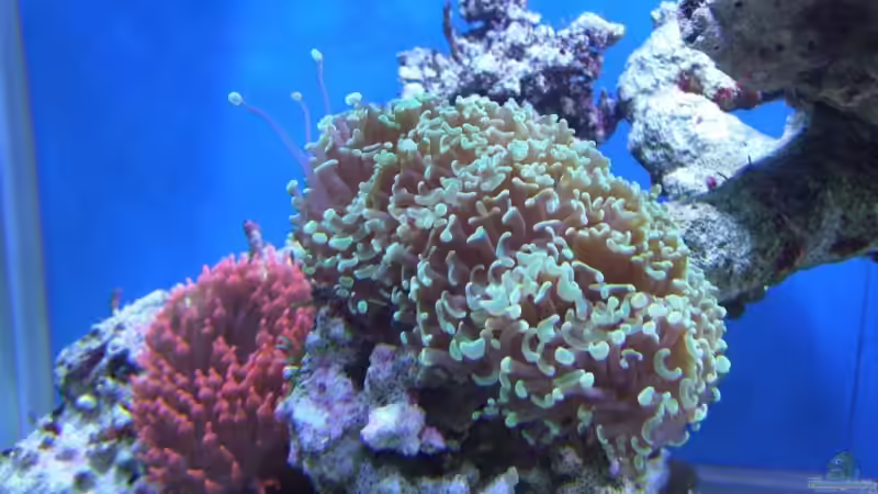 Pflanzen im Aquarium Becken 8816 von Rainer Stilcke (14)