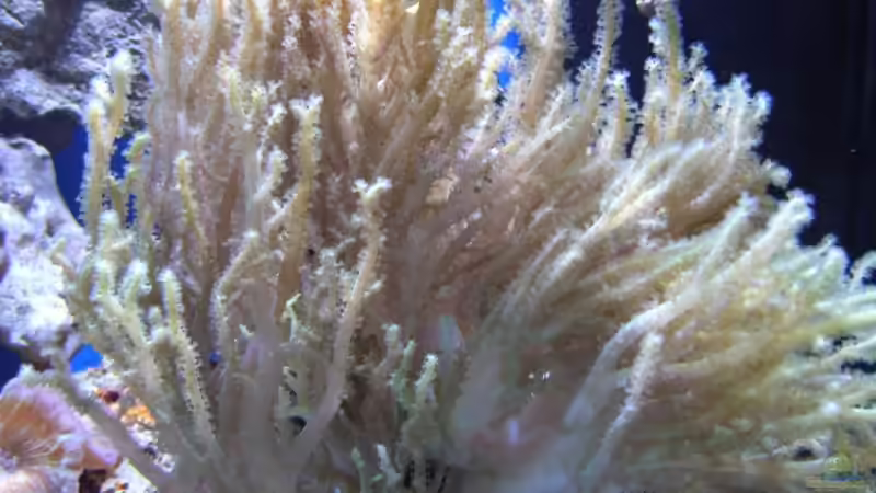 Pflanzen im Aquarium Becken 8816 von Rainer Stilcke (15)