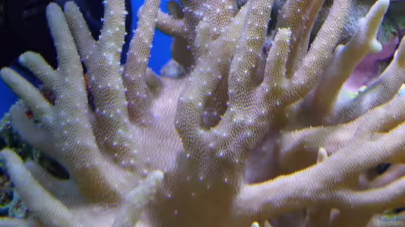 Pflanzen im Aquarium Becken 8816 von Rainer Stilcke (16)