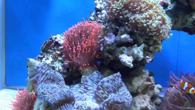 Pflanzen im Aquarium Becken 8816 von Rainer Stilcke (17)