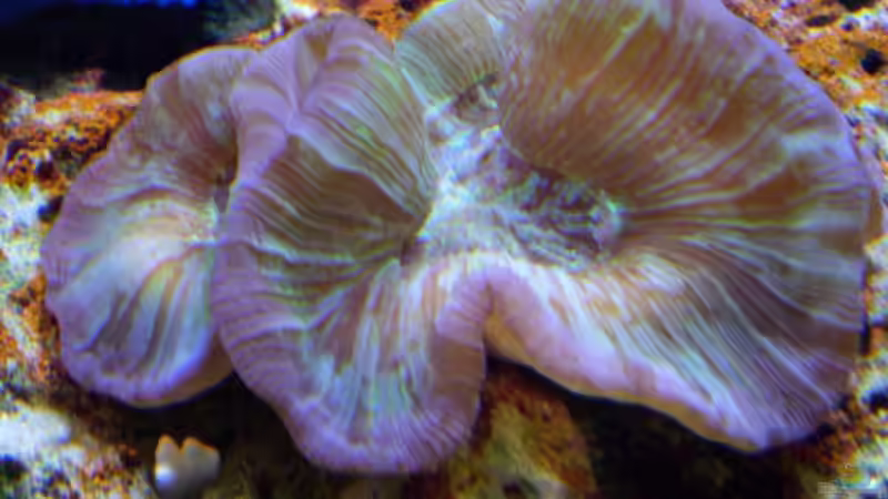 Pflanzen im Aquarium Becken 8816 von Rainer Stilcke (18)