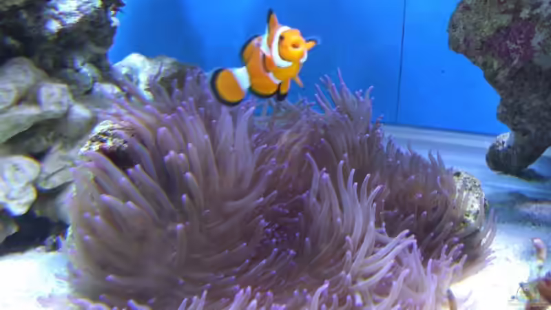 Pflanzen im Aquarium Becken 8816 von Rainer Stilcke (8)